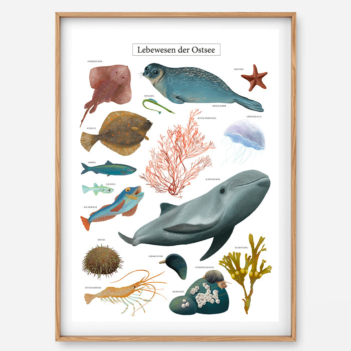 Poster Ostsee