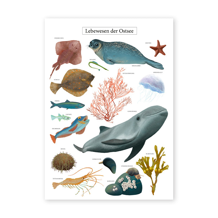 Poster Ostsee