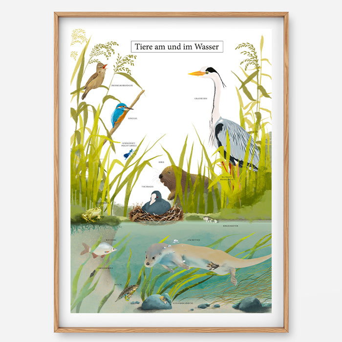 Poster Wassertiere