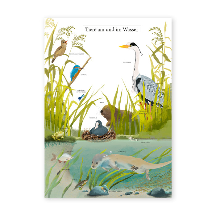 Poster Wassertiere