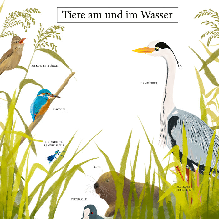 Poster Wassertiere