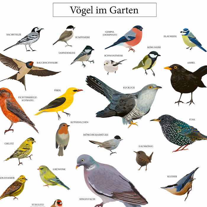 Poster Vögel im Garten