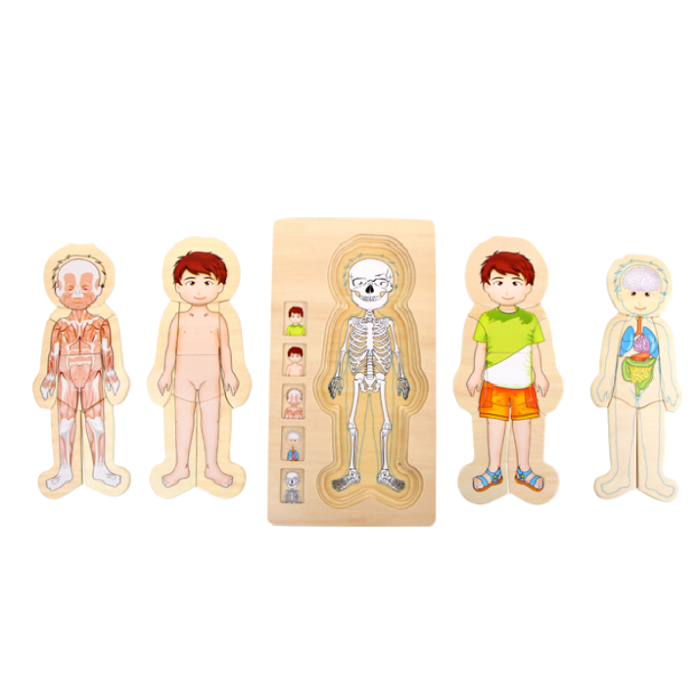 Schichtenpuzzle Anatomie Junge