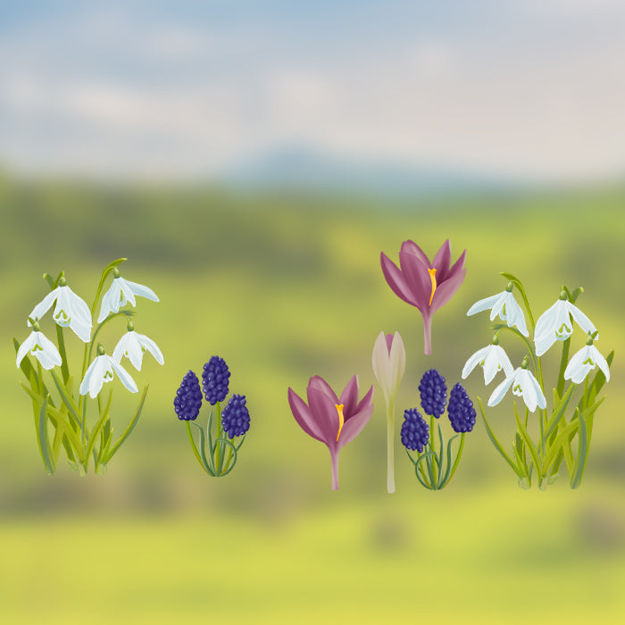 Fensterbild Frühblüher