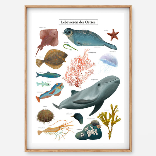 Poster Ostsee