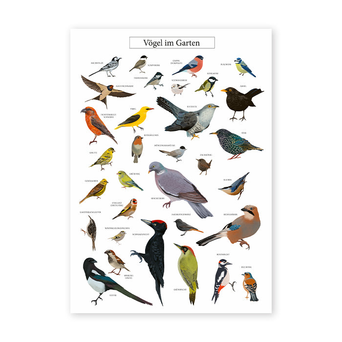 Poster Vögel im Garten