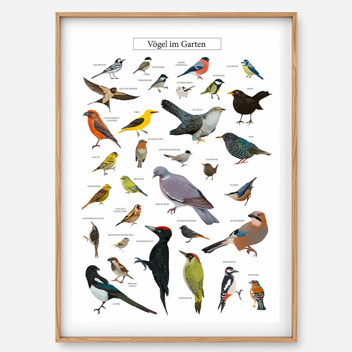 Poster Vögel im Garten