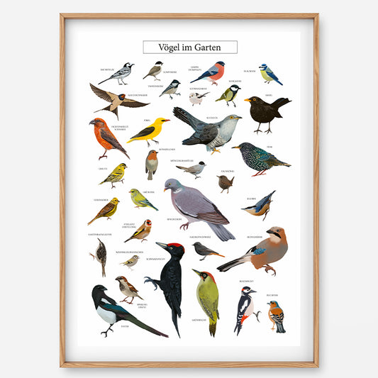 Poster Vögel im Garten
