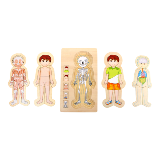 Schichtenpuzzle Anatomie Junge